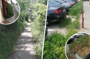 Koje zelene površine održava "Čistoća", a koje građani?