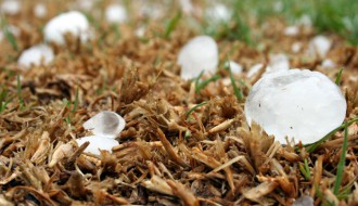 Poljoprivredni usevi ponovo stradali, soja potpuno uništena