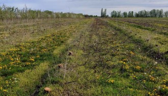 Da li tavankutska jabuka odlazi u zaborav? Iskrčeno više od polovine voćnjaka