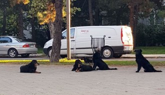 Neophodno sistemsko rešavanje problema pasa i mačaka lutalica