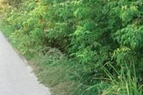 Zapuštena Ulica kajsija (Kelebija)