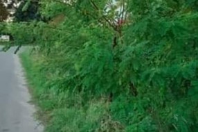 Zapuštena Ulica kajsija (Kelebija)