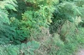 Zapuštena Ulica kajsija (Kelebija)