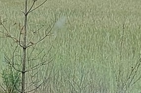 Kamioni na ipsilon kraku i Kelebijskom putu prema graničnom prelazu