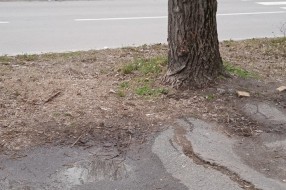 Nebezbedno drvo jablana preko puta vrtića "Sanda Marjanović" na Prozivki