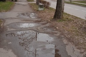 Nebezbedno drvo jablana preko puta vrtića "Sanda Marjanović" na Prozivki