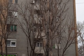 Nebezbedno drvo jablana preko puta vrtića "Sanda Marjanović" na Prozivki