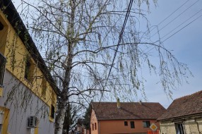 Urasla i nebezbedna stabla (ugao Ivana Antunovića i Marka Oreškovića)