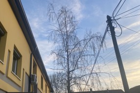 Urasla i nebezbedna stabla (ugao Ivana Antunovića i Marka Oreškovića)