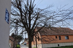 Urasla i nebezbedna stabla (ugao Ivana Antunovića i Marka Oreškovića)