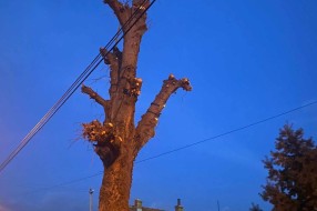 Urasla i nebezbedna stabla (ugao Ivana Antunovića i Marka Oreškovića)