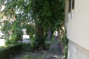 Orezivanje granja drveta u Šolohovoj ulici
