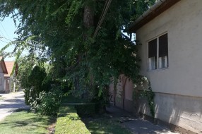 Orezivanje granja drveta u Šolohovoj ulici