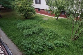 Košenje trave na javnoj površini u trouglu ulica Miloša Crnjanskog, Save Kovačevića i Hrastovoj