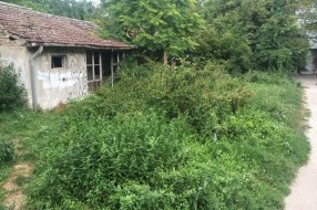 Ambrozija u centru grada (površina između Ulice Vuka Karadžića i "plavog" pasaža)