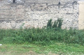 Ambrozija u centru grada (površina između Ulice Vuka Karadžića i "plavog" pasaža)
