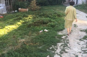 Ambrozija u centru grada (površina između Ulice Vuka Karadžića i "plavog" pasaža)