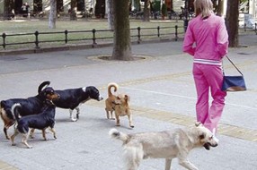 Kerovi u centru Grada Subotice