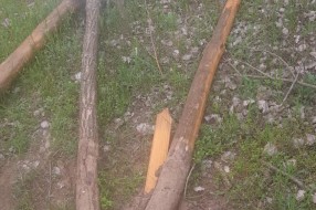 Divljanje u PIO "Subotička peščara"
