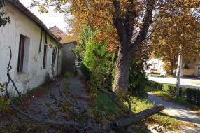 Тrulo drvo na uglu Senćanskog puta i Ulice Dragiše Mišovića
