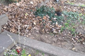 Neodržavanje groblja u Aleksadrovu
