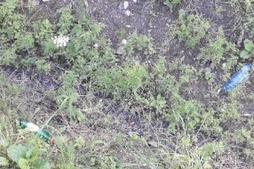 Smeće u kanalima, smrad se širi, nepodnošljivo je... (Srpski šor)