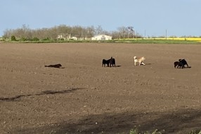 Ko rešava pitanje pasa lutalica po selima?
