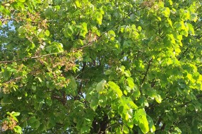 Strujne žice u krošnji (Drvarska ulica)