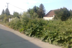 Ambrozija / (ne)rad komunalnih inspektora
