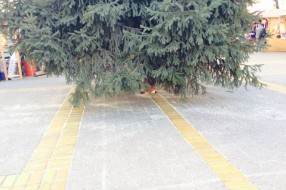 Novogodišnja jelka u centru