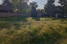 Zarasla trava i korov na placu u Kireškoj ulici