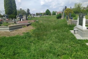 Trava guta groblje u Mišićevu