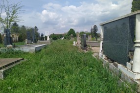 Trava guta groblje u Mišićevu