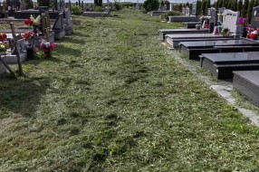 Trava guta groblje u Mišićevu