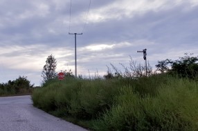 Ambrozija u ulici Marka Oreškovića na Paliću