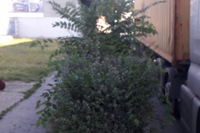Rastinje na pešačkoj stazi na Beogradskom putu