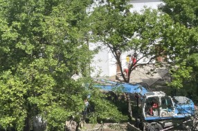 Vađenje stabala oko crkve na Prozivci