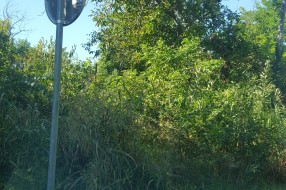 Verušićka ulica zarasla u šiblje i drugo rastinje, nepregledna i opasna za saobraćaj