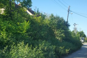 Verušićka ulica zarasla u šiblje i drugo rastinje, nepregledna i opasna za saobraćaj
