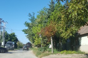 Verušićka ulica zarasla u šiblje i drugo rastinje, nepregledna i opasna za saobraćaj