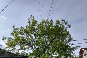 Strujne žice u krošnji (Zadarska i Skerlićeva ulica)