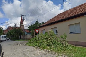Strujne žice u krošnji (Zadarska i Skerlićeva ulica)
