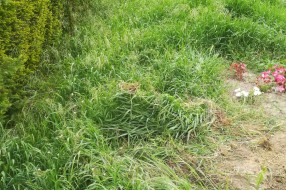 Košenje trave na Senćanskom groblju