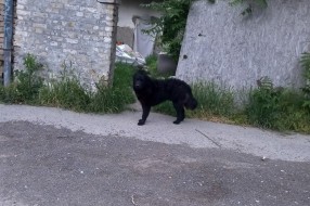 Agresivan pas u ulici Bore Stankovića