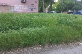 Visoka trava na Teslinom naselju
