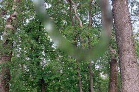 Odlomljena velika grana visi u krošnji drveta (Dudova šuma)