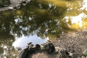 Dudova šuma zapuštena - ne rade česme, jezero prljavo