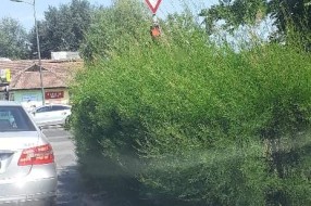 Zaklonjen semafor na raskrsnici ulica Đorđa Natoševića i Segedinskog puta