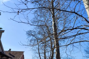 Potrebno orezivanje platana i gelegunja