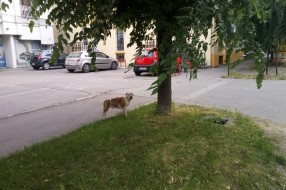 Krvoločni psi lutalice slobodno šetaju subotičkim ulicama